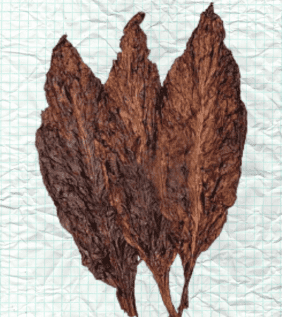 dark fired cured leaf