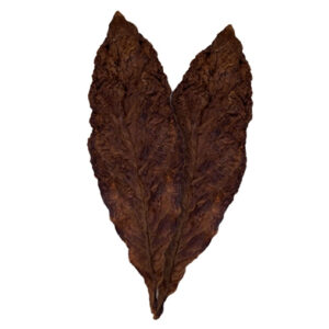 Bristo Fronto Leaf (AKA: Bristow or Bristol)